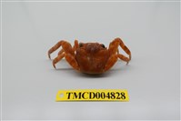 藏品(白紋方蟹)的圖片
